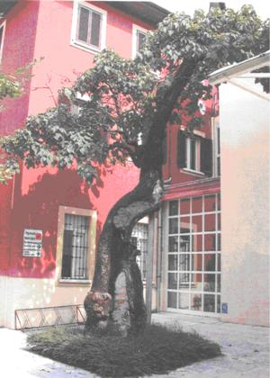 adozione alberi1.jpg
