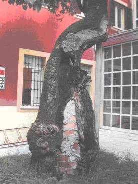 adozione alberi3.jpg