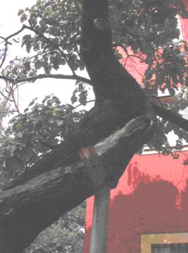 adozione alberi4.jpg