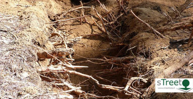 Immagine di radici esposte da uno scavo